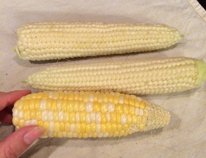 bum corn