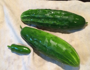 homegrown cukes and a jalapeno